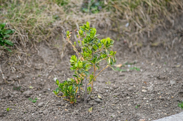 Zdjęcie w ziemi rośnie mała roślina z zielonymi liśćmi.