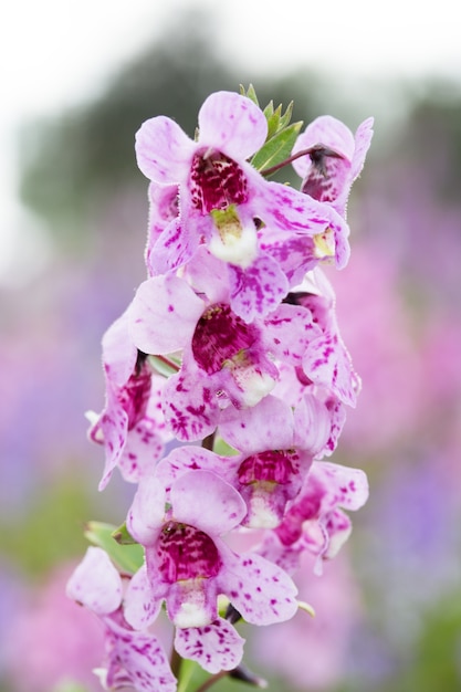 Waew Wichian Flower (Angelonia goyazensis Benth)