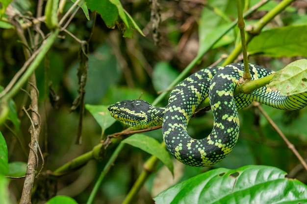 Wagler pit viper wąż w lesie