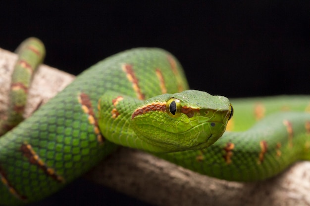 Wagler's pit viper na gałęzi drzewa na czarnym tle