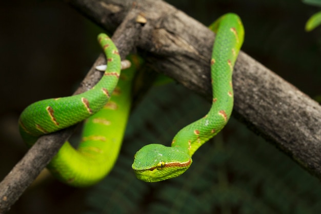 Wagler's pit viper na gałęzi drzewa