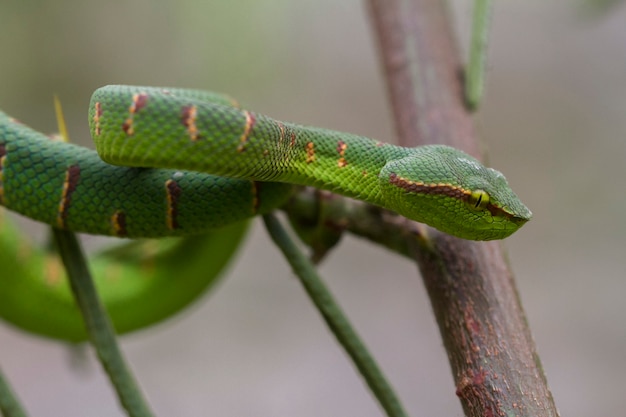 Wagler's Pit Viper Snake