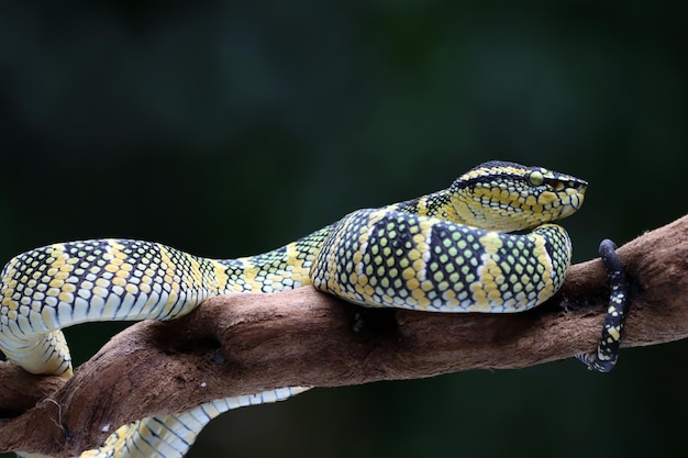 Wagleri żmija wąż zbliżenie głowa na gałęzi piękny kolor węża wagleri