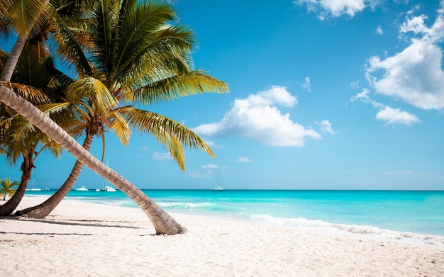 Wakacje letnie wakacje w tle tapety słoneczny tropikalny raj na Karaibach plaża z białym piaskiem na Seszelach Wyspa Praslin Tajlandia styl z palmami