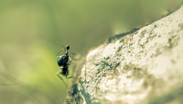Walcz na kamieniu między wielką mrówką, która łapie swoją małą mrówkę szczękami