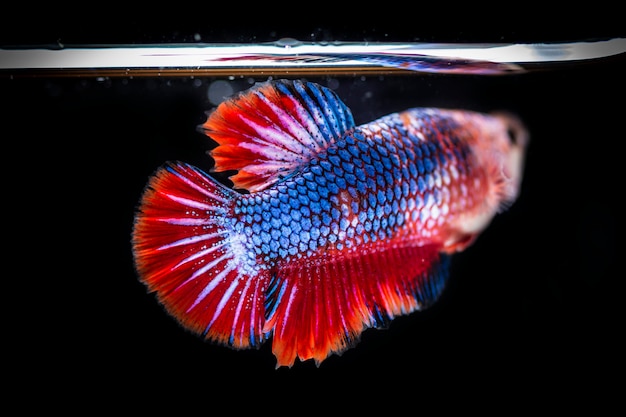 Walcząca ryba (Betta splendens) Ryba z pięknym