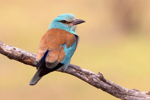 Wałek Europejski Z Pierwszymi światłami Dnia, Ptakami, Korakowate, Coracias Garrulus