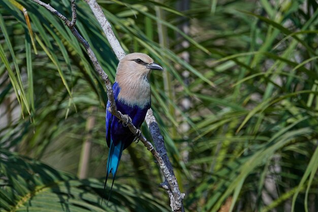 Wałek niebieskobrzuchy Coracias cyanogaster