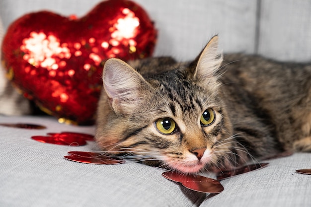 Zdjęcie walentynki kot piękny młody kot leżący na szarej sofie wśród czerwonych serc