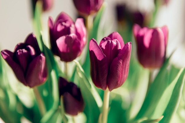 Walentynki lub dzień matki kwiaty tulipanów w kolorze fioletowym