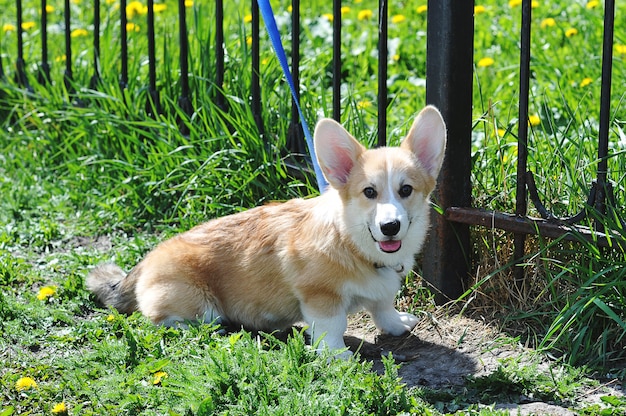 Walijski Corgi Pembroke na spacerze z niebieską smyczą