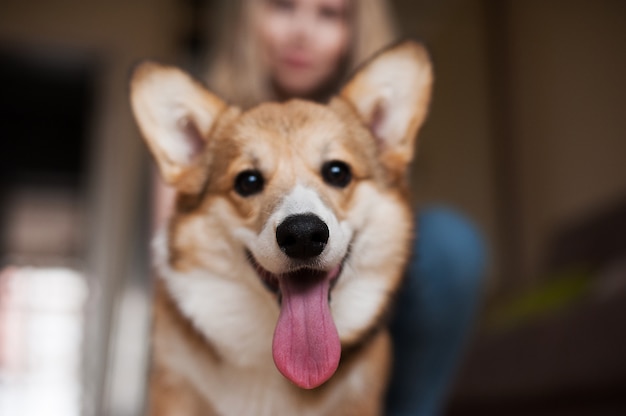 Walijski Corgi Pembroke szczeniak, szczęśliwy uśmiechnięty pies.