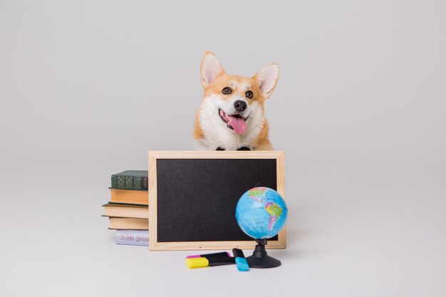 Walijski Corgi Pembroke z książkami i pustą deską kreślarską, koncepcja szkoły