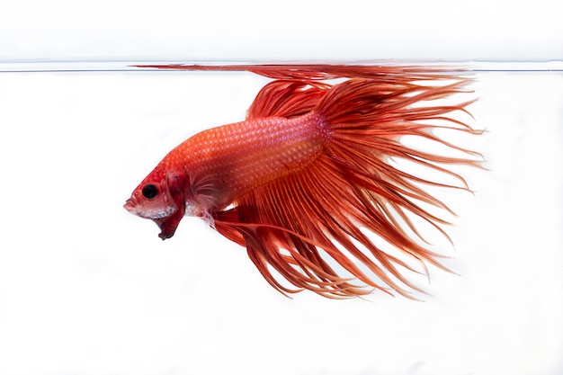 Walka z rybami (Betta splendens) Ryba z pięknym