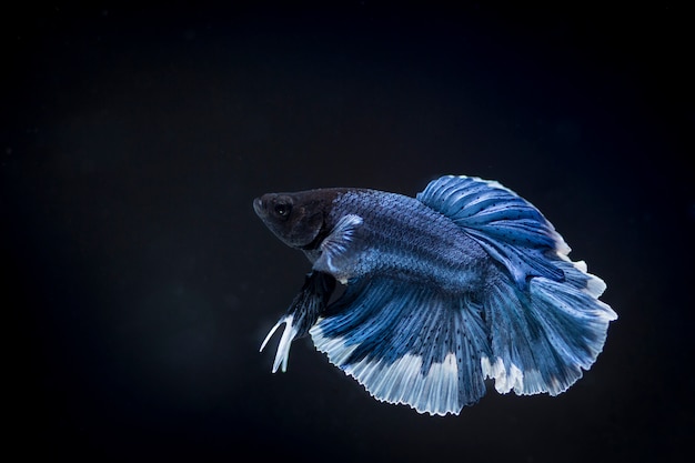 Zdjęcie walka z rybami (betta splendens) ryba z pięknym