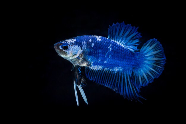 Walka z rybami (Betta splendens)