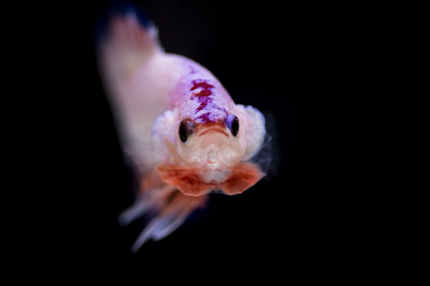 Walka z rybami (Betta splendens)