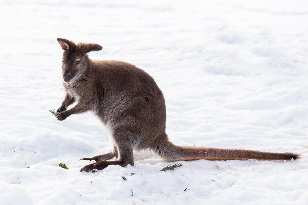 Zdjęcie wallaby trzymający gałązkę sosny siedząc w śniegu