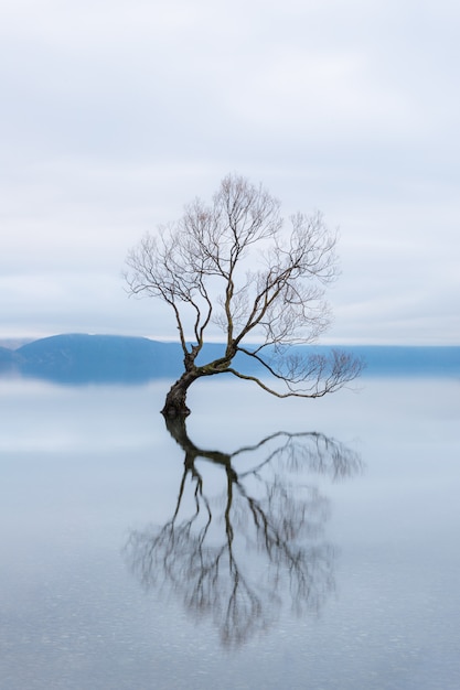 Wanaka Tree, Najsłynniejsze Drzewo Wierzby W Jeziorze Wanaka W Nowej Zelandii