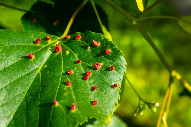 Wapienna żółć paznokci wywołana przez czerwonego roztocza Eriophyes tiliae na liściach lipy zwyczajnej