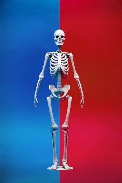 Wapnia ludzka kość na różnicy koloru tle