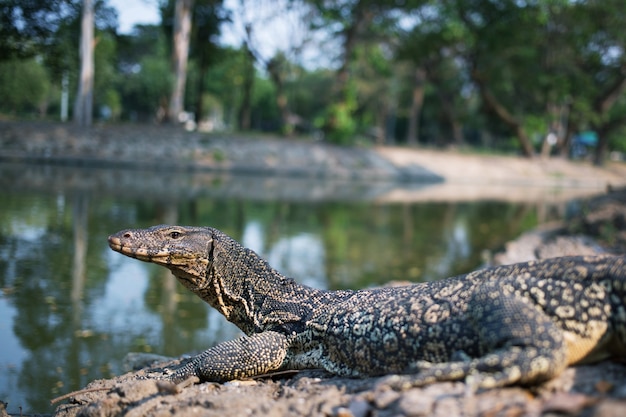 Waran wodny (Varanus salvator) pływający w rzece w zoo