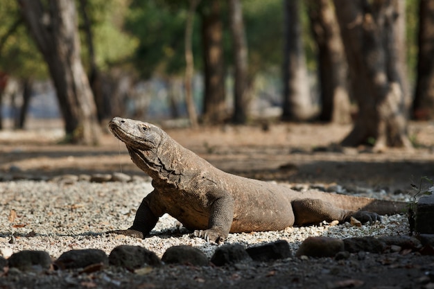 Zdjęcie waran z komodo w pięknym naturalnym środowisku na słynnej wyspie w indonezji