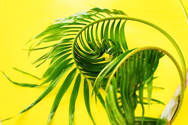 Wariacje Tropical Palm Leaves Yellow Flat Lay