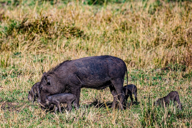 Zdjęcie warthog wildlife animals mammals savanna grassland maasai mara national game reserve park narok coun