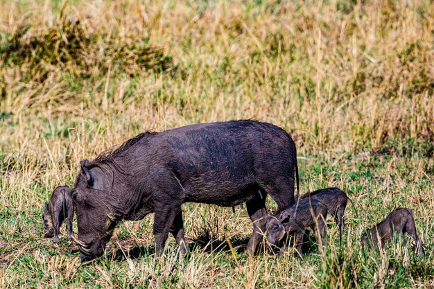 Zdjęcie warthog wildlife animals mammals savanna grassland maasai mara national game reserve park narok coun