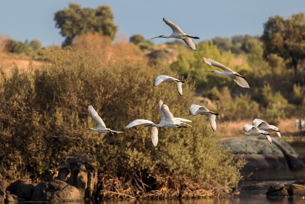 Warzęcha zwyczajna Platalea leucorodia Ptaki w locie