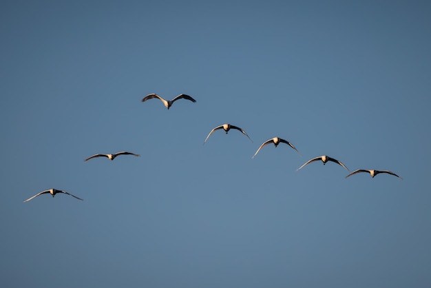 Warzęcha zwyczajna (Platalea leucorodia). Ptaki w locie.