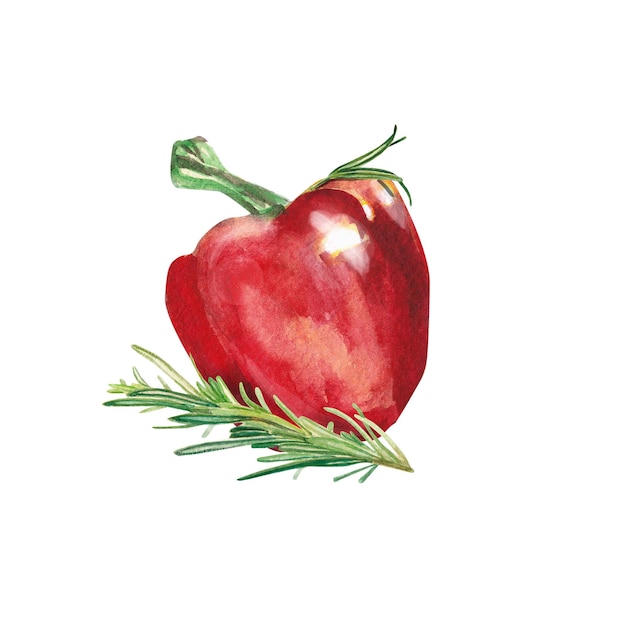 Warzywa akwarela Czerwona papryka i rozmaryn Papryka słodka Akwarela ilustracja na białym tle Ręcznie rysowane na białym tle świeża papryka czerwona papryka Projektowanie kartkę z życzeniami opakowania ręczników