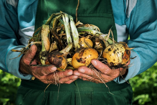 Warzywa organiczne. Świeża cebula ekologiczna w rękach rolników.