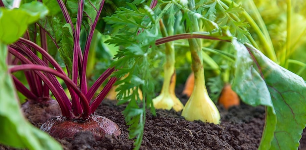 Warzywa rosną w ogrodzie Selektywne skupienie