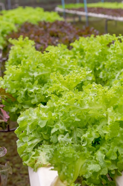 Warzywa w szklarni hydroponicznej. Sadzenie roślin przy użyciu pożywki w wodzie zamiast sadzenia z ziemią.