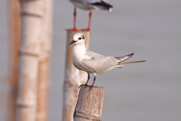 Wąsaty Tern (chlidonias Hybrida), Ptak Z Tajlandii