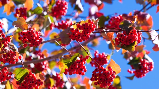 Zdjęcie washington hawthorn z czerwonymi jagodami jesienią.