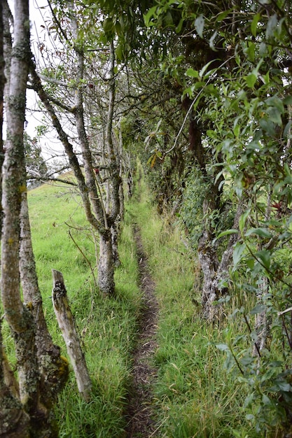 Wąska polna ścieżka między gołymi drzewami z bardzo cienkimi pniami dzikie rośliny wąska polna ścieżka między drzewami Banos