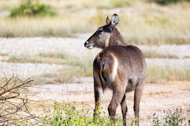 Waterbuck szuka czegoś na sawannie