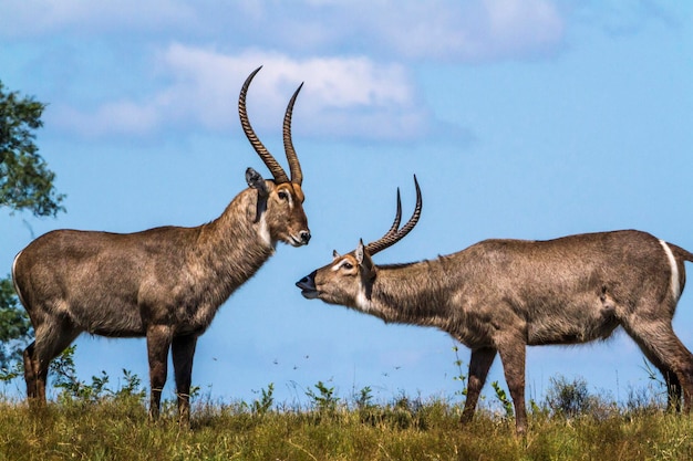 Zdjęcie waterbucks stojące na lądzie przeciwko niebu