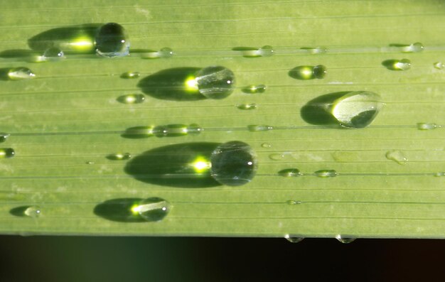 Waterdrops na zielonym liściu