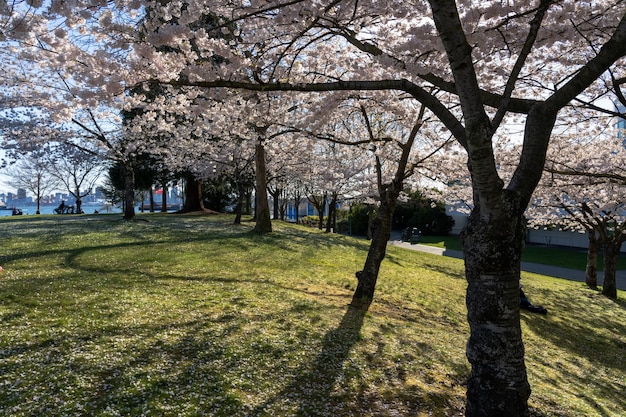 Waterfront Park w sezonie wiosennym. Kwiaty wiśni w pełnym rozkwicie. Północne Vancouver, BC, Kanada.
