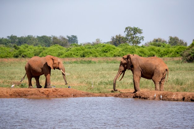 Waterhole w sawannie z kilkoma czerwonymi słoniami