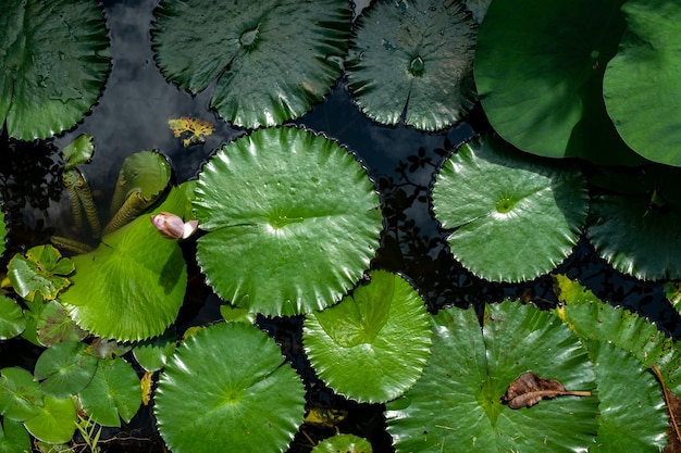 Waterlily W Oczku Wodnym