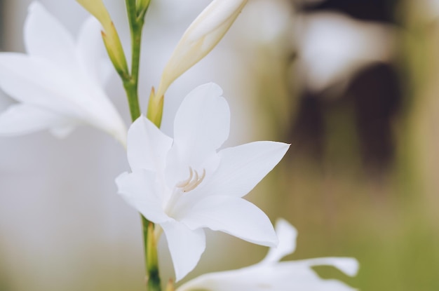 Watsonia biały kwiat foto poziome