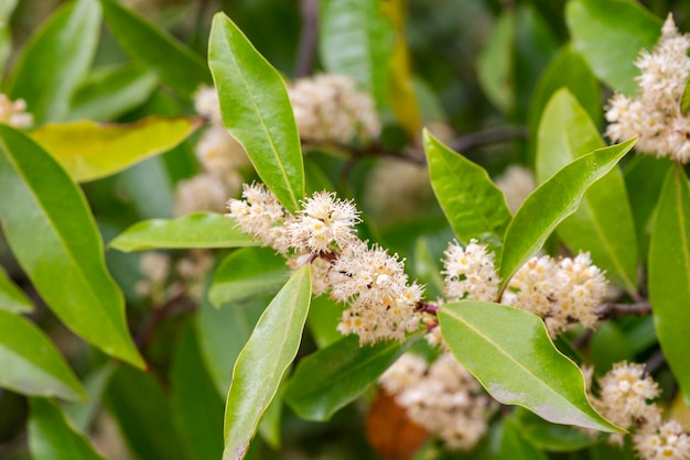 Wawrzyn Czereśniowy Lub Wawrzyn Zwyczajny Prunus Laurocerasus Laurocerasus Officinalis Kwiaty I Liście Krzew Ozdobny