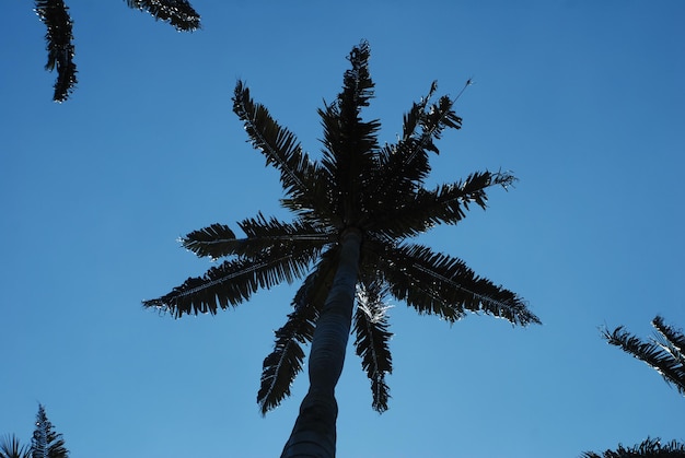 Wax Palm Independence Park w Bogocie, Kolumbia