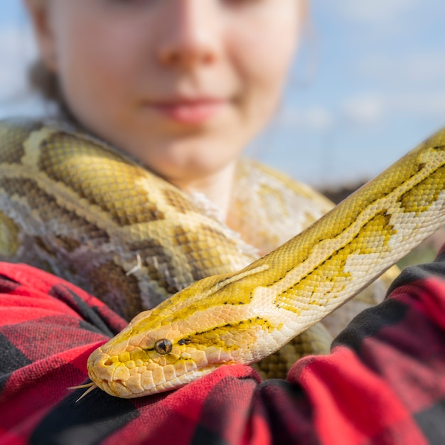 Wąż Albinos Python Molurus Jest Dużym Niejadowitym Pytonem I