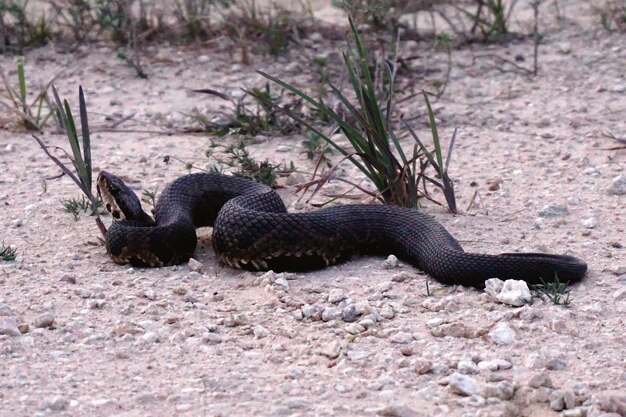 Zdjęcie wąż bagnisty z everglades